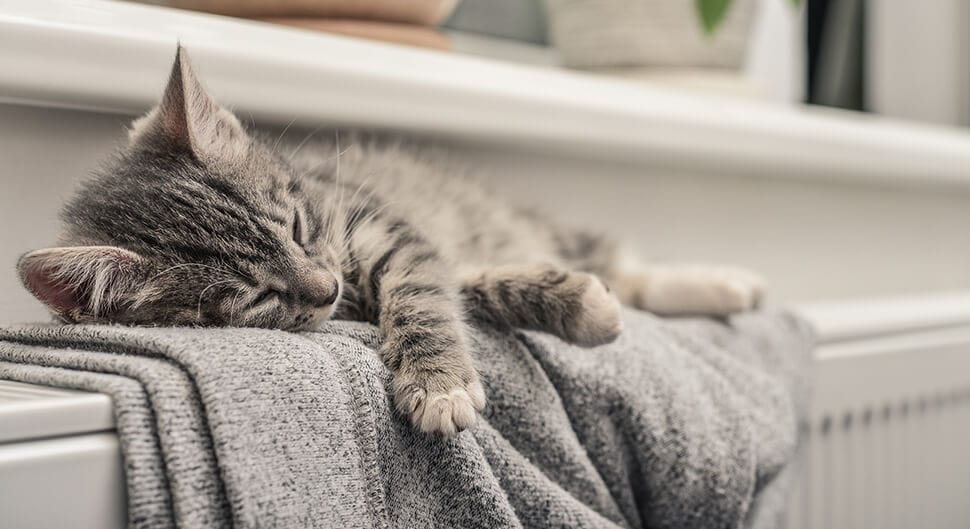 La chaudière à micro-cogénération, chaleur, eau chaude et électricité !