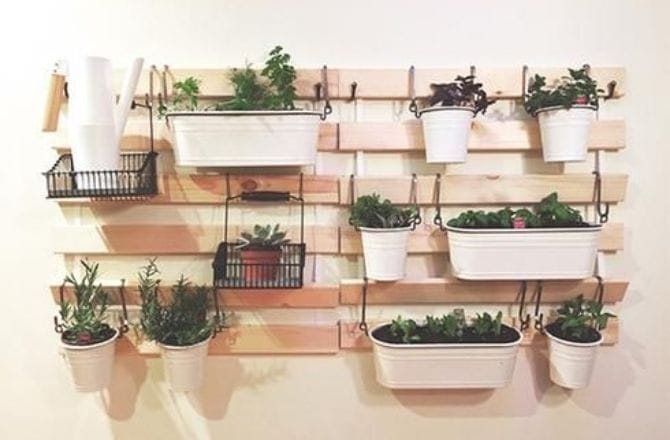 Mur végétal planche de bois