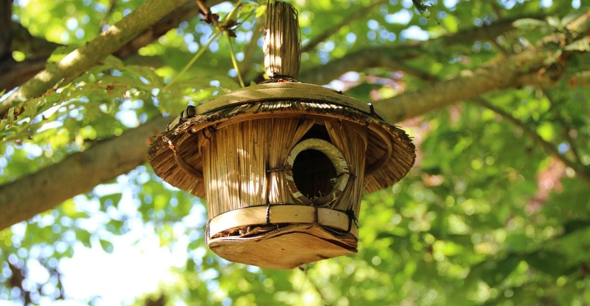 en hiver mangeoire oiseaux en hauteur