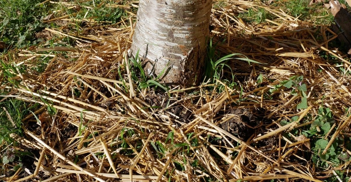 en hiver pailler le sol