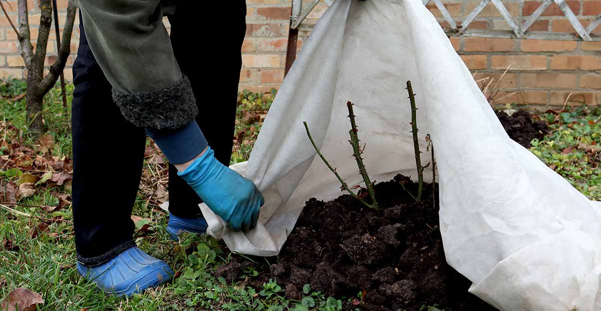 en hiver, protégez les plantations