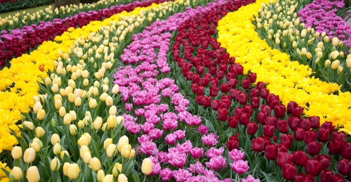 Les jardins de Keukenhof, Pays-Bas