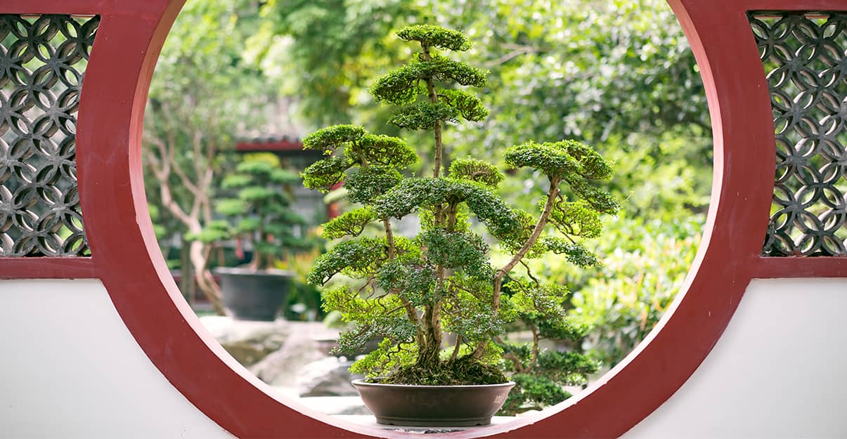 un bonsaï dans un jardin zen ou japonais