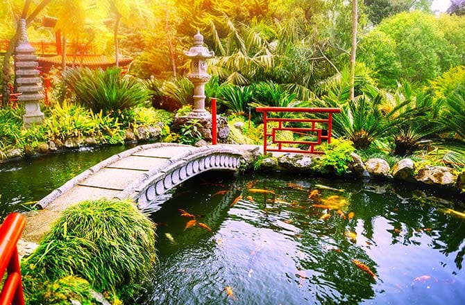 Un étang dans un jardin japonais avec un pont et des poissons
