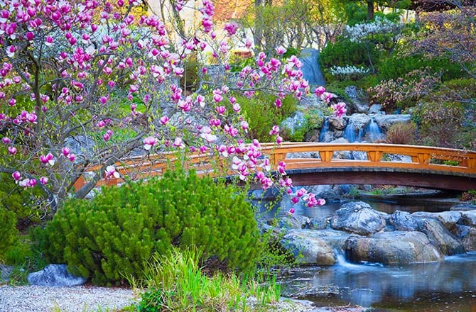Un jardin japonais et sa végétation
