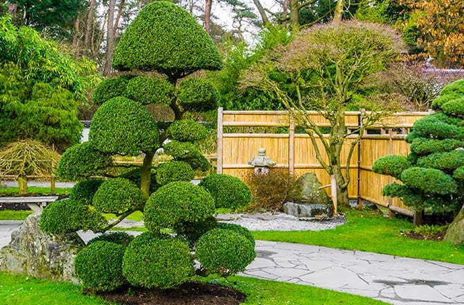 Un jardin japonais et sa végétation