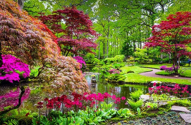 Un jardin japonais et sa végétation