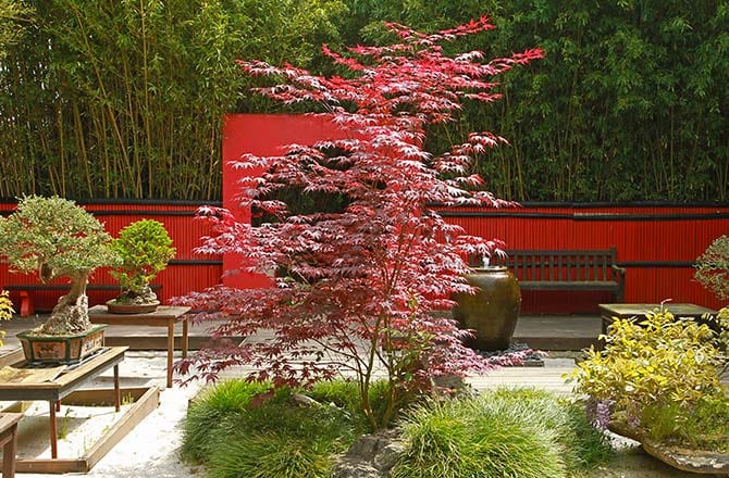 Un jardin japonais et sa végétation