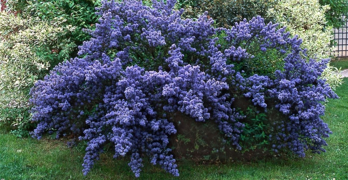 Jardin : plantez aujourd'hui les fleurs qui durent tout l'été !