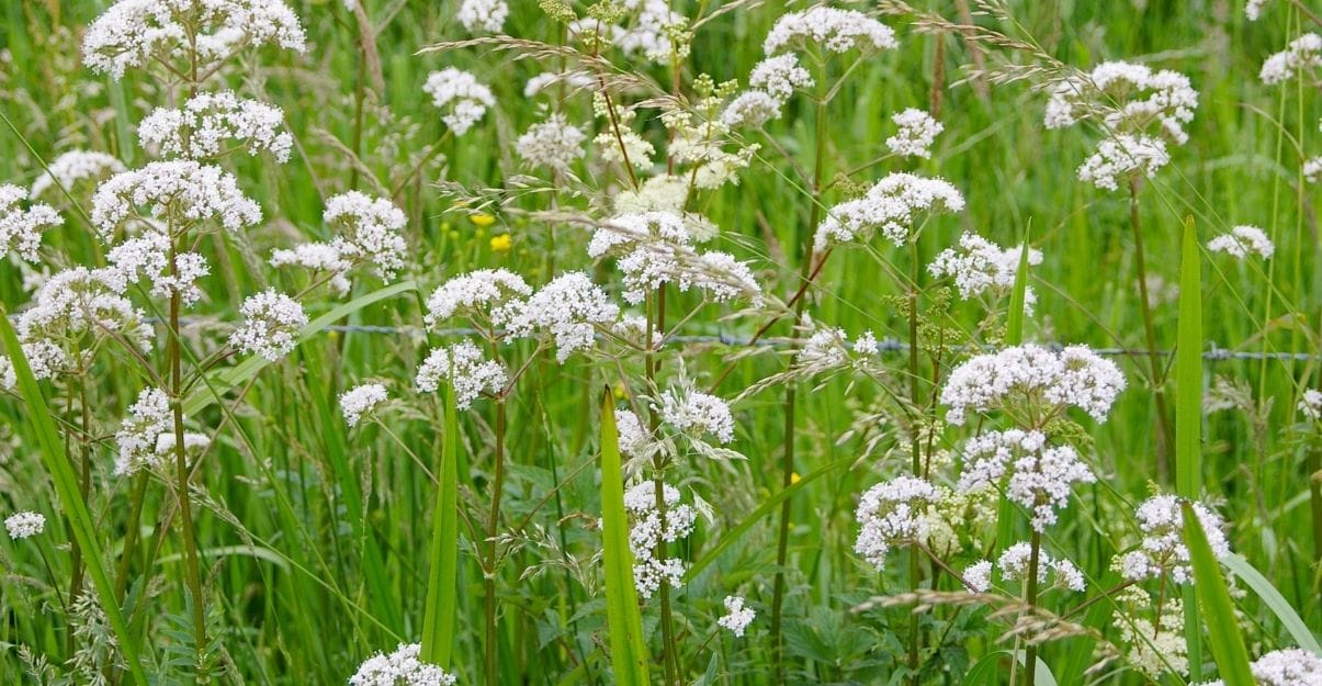 Jardin : plantez aujourd'hui les fleurs qui durent tout l'été !