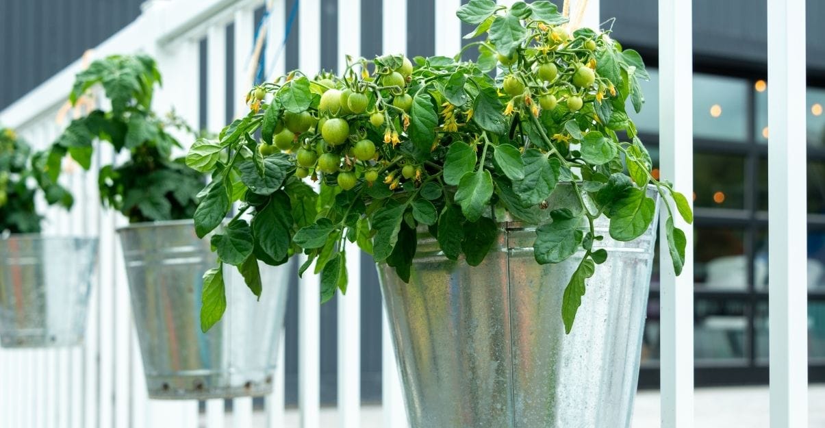 terrasse verte et gourmande