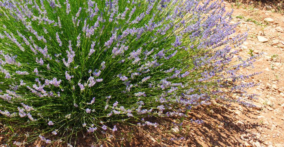 Sélectionnez des plantes faciles à entretenir