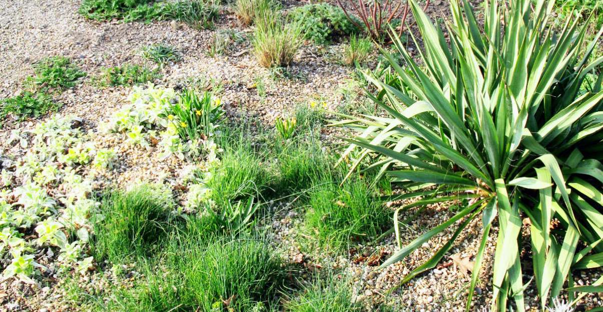 Les plantes  du jardin sec