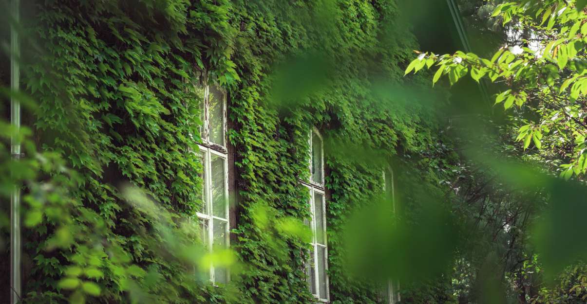 pourquoi végétaliser un mur