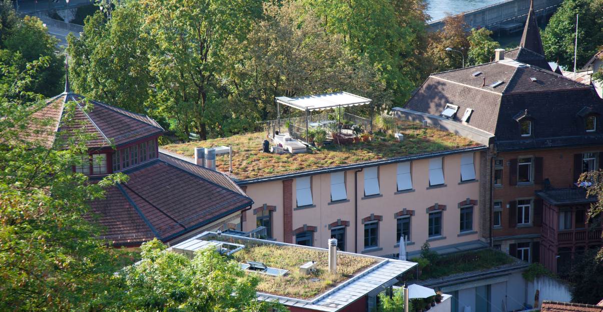Les avantages du toit végétalisé